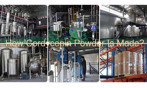 How Cordycepin Powder Is Made: Extraction Process Explained